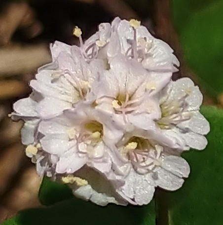 Boerhavia repens observed 2026-08-22