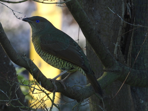 Satin Bowerbird