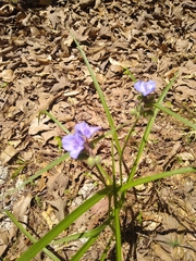 Tradescantia humilis