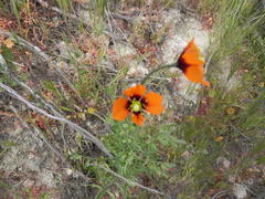 Papaver heterophyllum