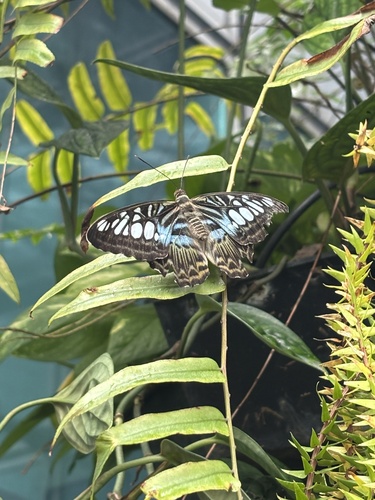 Parthenos sylvia