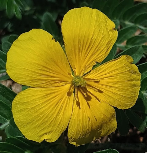 Tribulus cistoides observed 2026-08-22