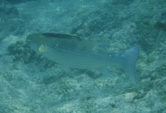 Crenimugil crenilabis