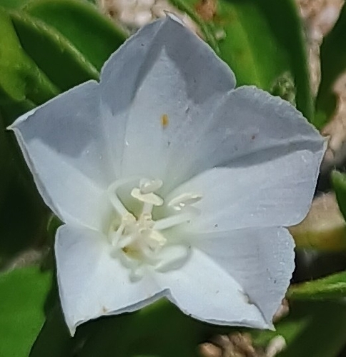 Jacquemontia sandwicensis observed 2026-08-22