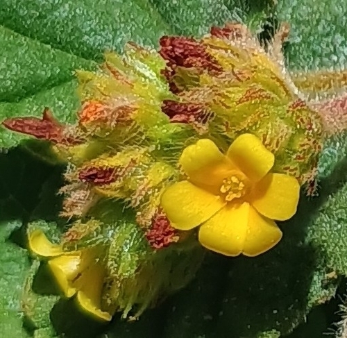 Waltheria indica observed 2026-08-22