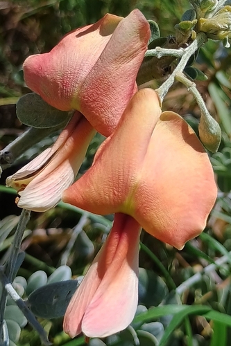 Sesbania tomentosa observed 2026-08-22