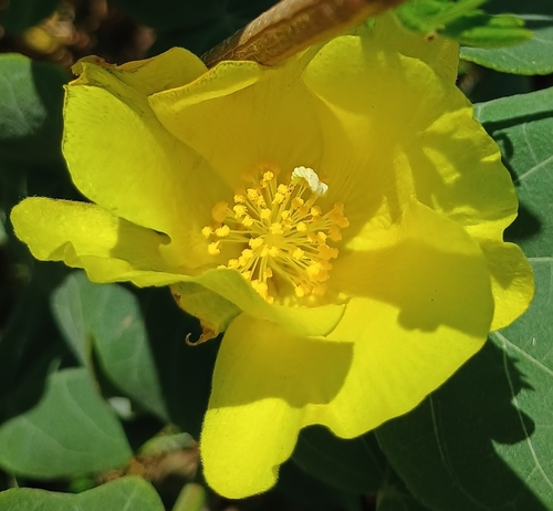 Gossypium tomentosum observed 2026-08-22