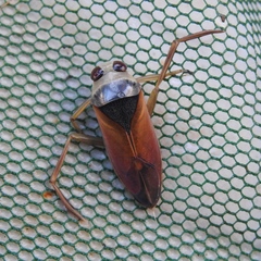 Notonecta meridionalis