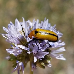 Nemognatha scutellaris