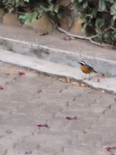 White-browed Robin-Chat