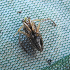 Notonecta meridionalis