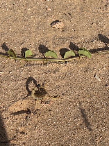 Robust Thicktail Scorpion