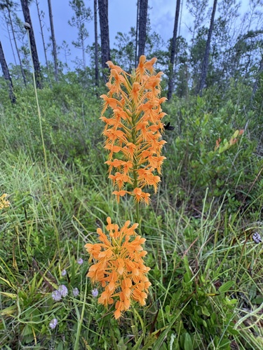 Platanthera chapmanii, photograph 3