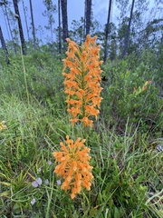 author not stated, no rights reserved Platanthera chapmanii, photograph author not stated, no rights reserved