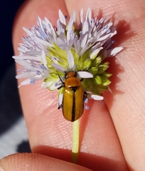 Nemognatha scutellaris