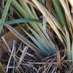 Dianella revoluta, photograph (c) Max Campbell, some rights reserved (CC BY)