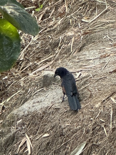 Sunda Coucal