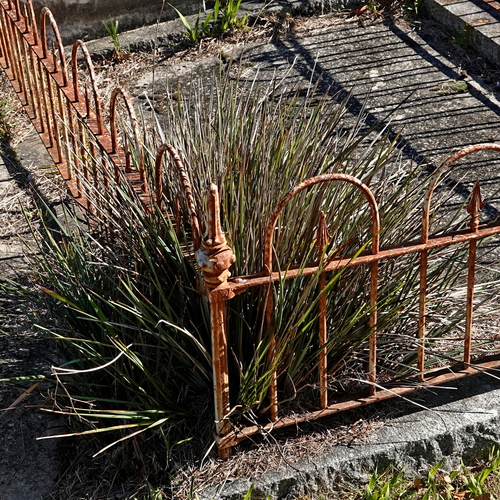Dianella revoluta, photograph 4