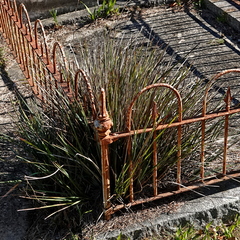 Dianella revoluta, photograph (c) Max Campbell, some rights reserved (CC BY)