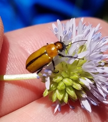 Nemognatha scutellaris