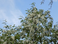 Prunus padus