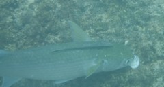 Crenimugil crenilabis