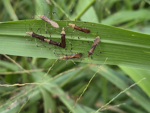 Noliphus annulipes