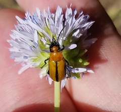 Nemognatha scutellaris