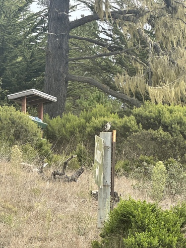 iNaturalist observation photo of Northern Mockingbird