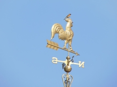 Phoenicurus phoenicurus