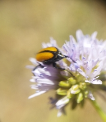 Nemognatha scutellaris