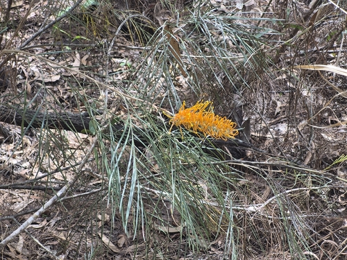 Darwin Silky Oak