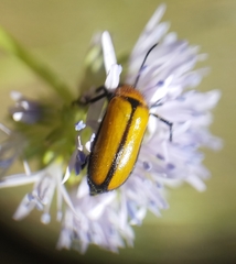 Nemognatha scutellaris