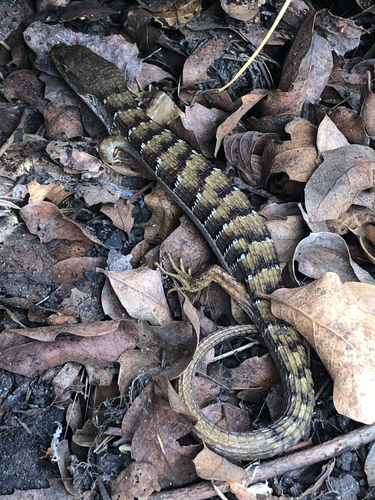 iNaturalist observation photo of Southern Alligator Lizard