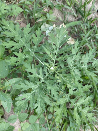 Santa Maria feverfew