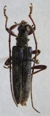 Disteniinae