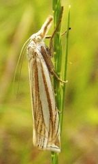 Crambus laqueatellus