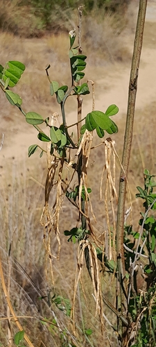 Hippocrepis emerus, photograph 4