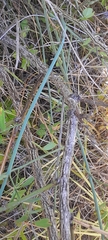 Hippocrepis emerus, photograph author not stated, no rights reserved