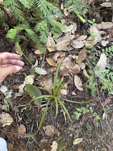Carex hendersonii