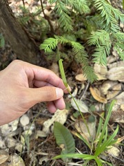 Carex hendersonii, photograph (c) Nicholas Wei, some rights reserved (CC BY-SA)