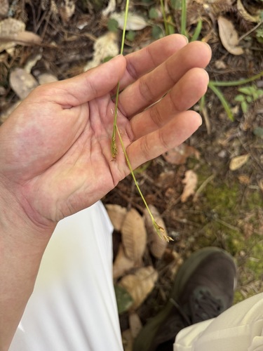 Carex hendersonii, photograph 2