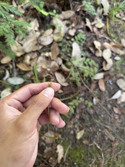 Carex hendersonii, photograph (c) Nicholas Wei, some rights reserved (CC BY-SA)