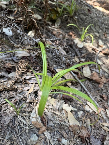 Carex hendersonii, photograph 5