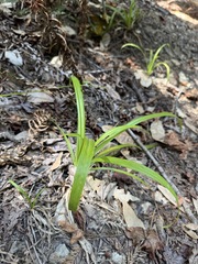 Carex hendersonii, photograph (c) Nicholas Wei, some rights reserved (CC BY-SA)