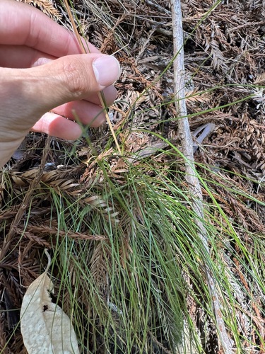 Festuca occidentalis, photograph 2