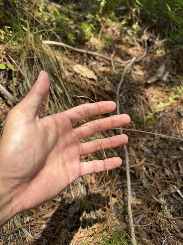 Festuca occidentalis observed 2026-08-22