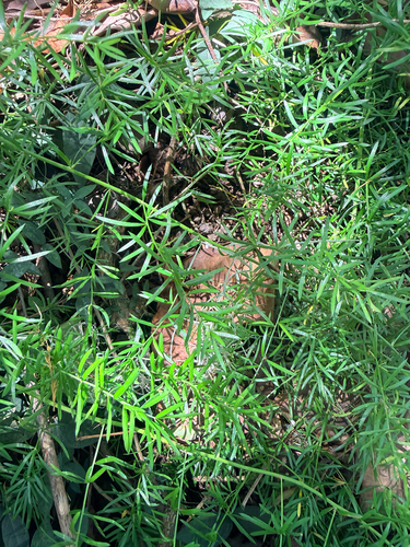 Asparagus observed 2026-08-22