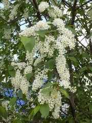 Prunus padus