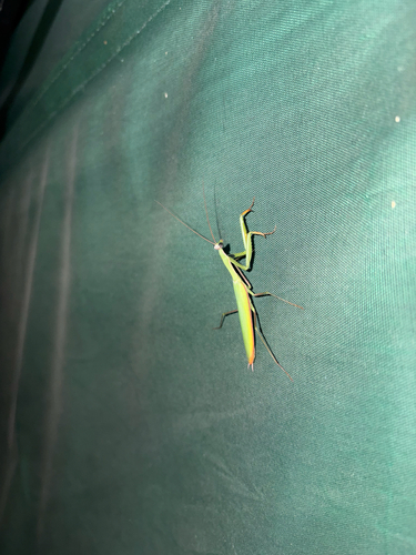 European Mantis